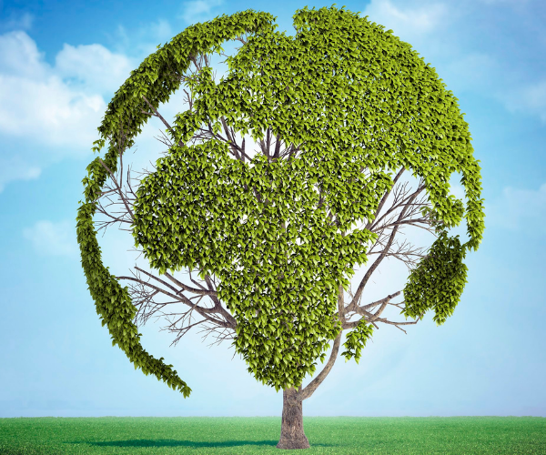 Tree in a flat field shaped like the Earth