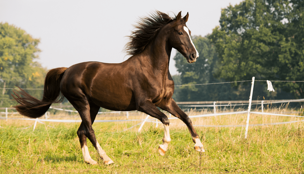 horse freight logistics